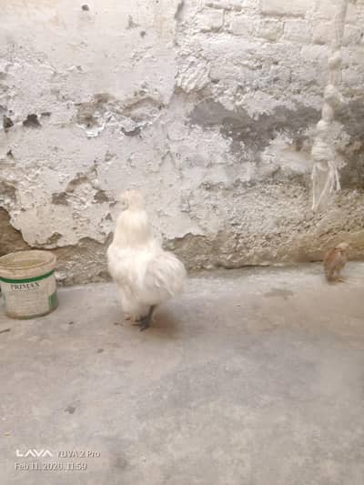 jora or one small chick 3