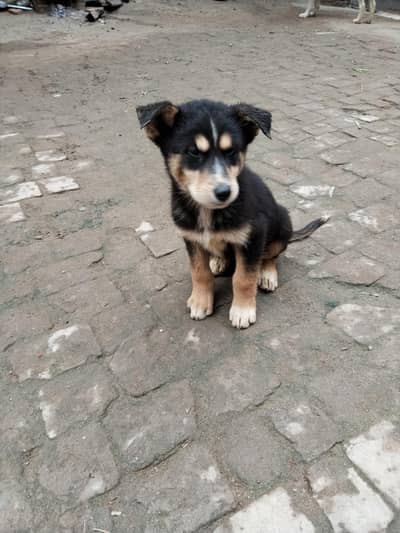 German shepherd puppy Male or Female