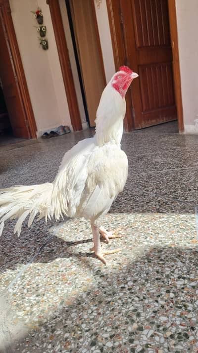 herra assel paper white