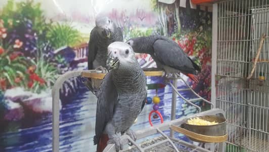 african gray sailf fed chiks &  pair