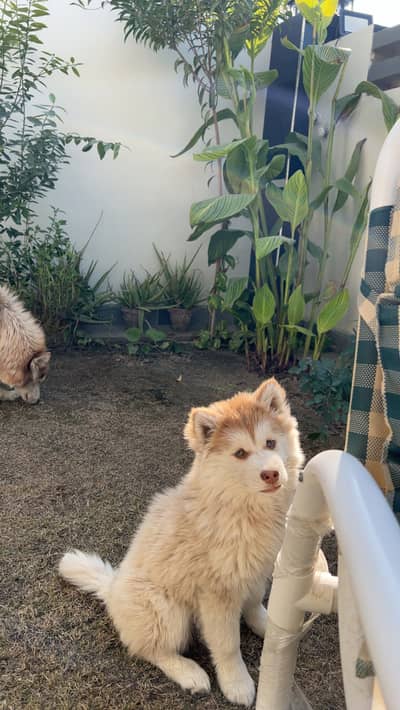 Siberian husky well groomed puppy