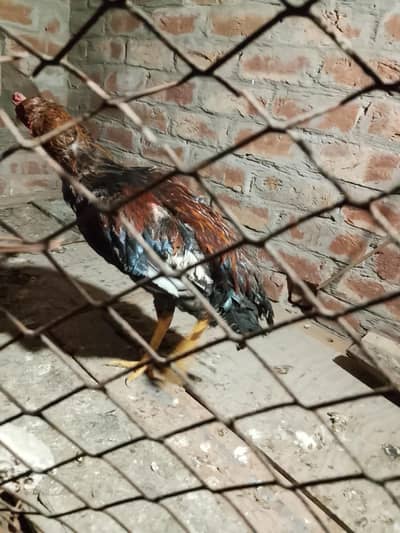 Aseel murgay full active or pairs for sale