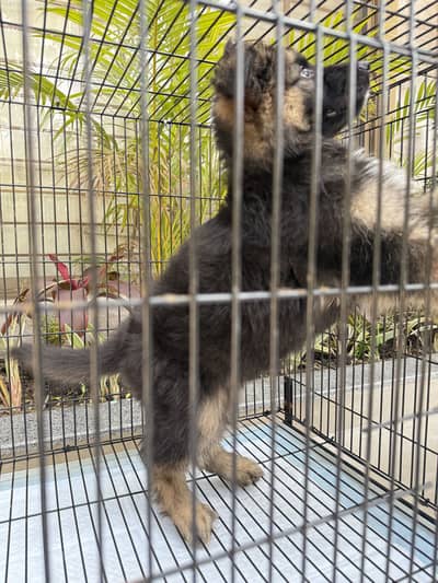 Pink Pedigree Male German shepherd