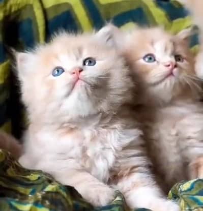 Pure Persian kitten male female available. WhatsApp 03094016734