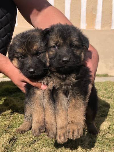 German shepherd puppies