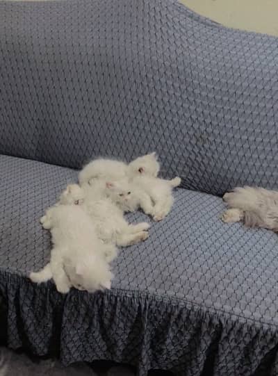 Persian white beauty