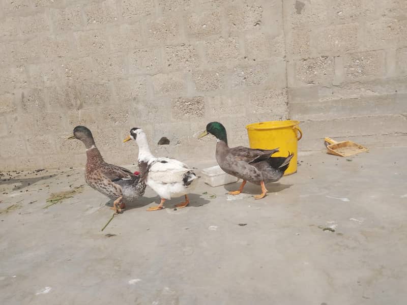 Ducks 4