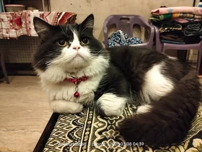 Persian male cat for sale