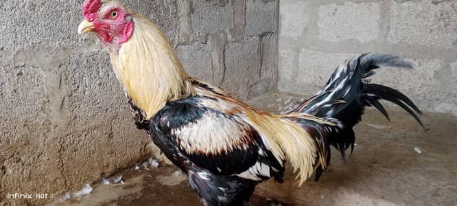 cock hen