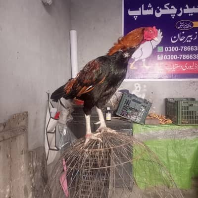 Pakistani lakha murgha