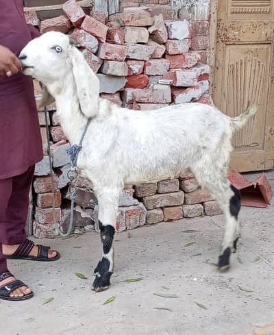 Desi Bakra