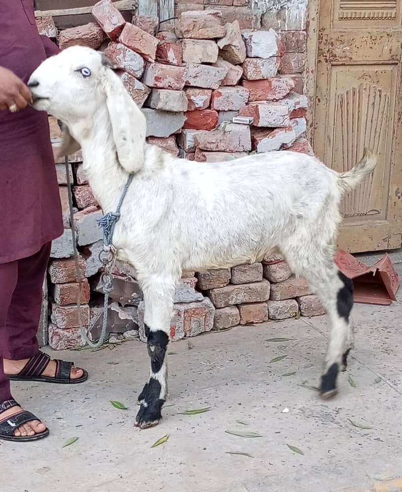 Desi Bakra 0