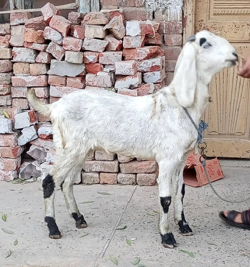 Desi Bakra 1