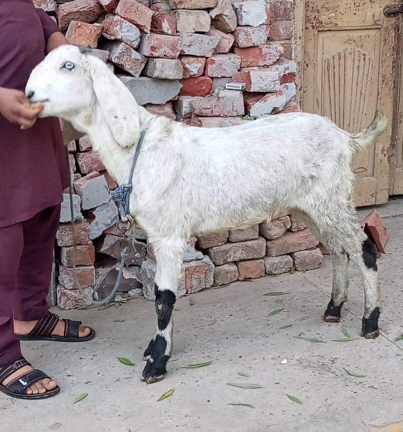 Desi Bakra 3