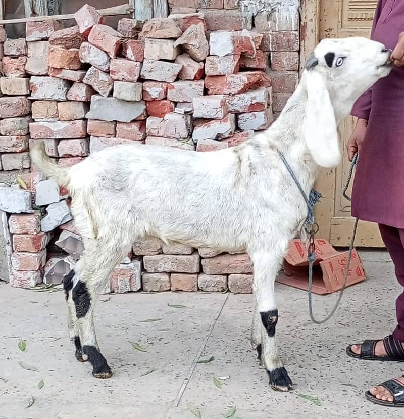 Desi Bakra 4