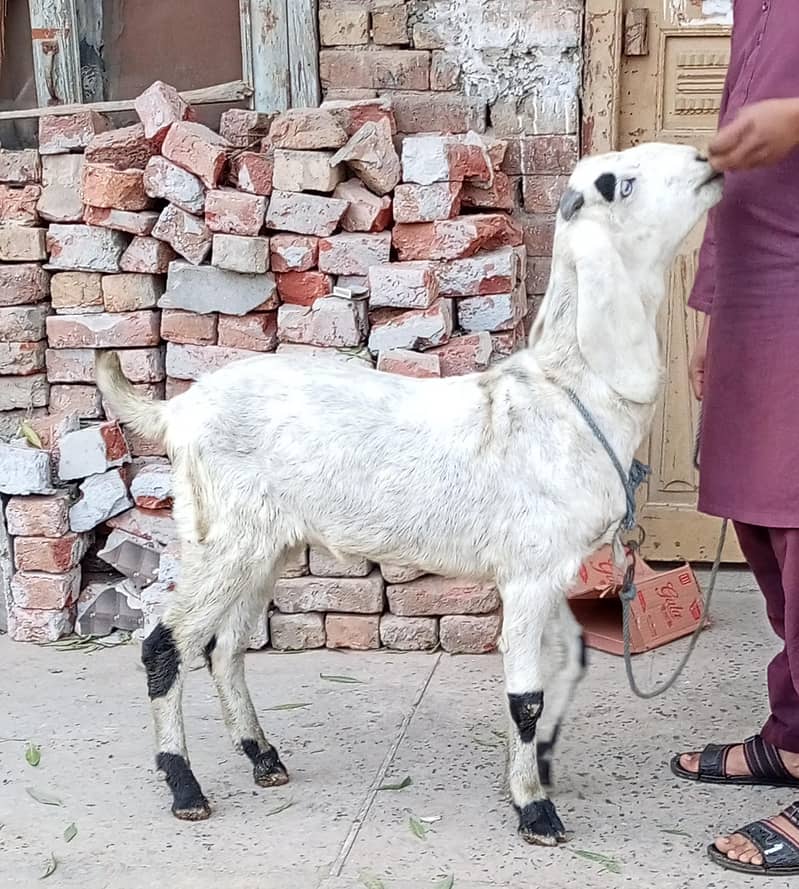 Desi Bakra 5