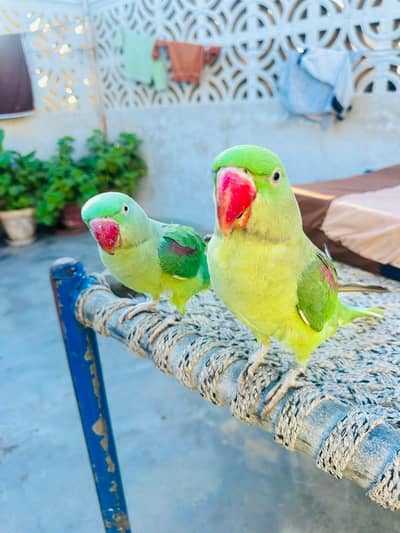 Alexander paret male female sath bhejunga and time and talking