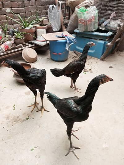 aseel pathe healthy and active