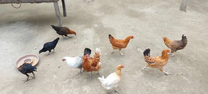 7 Desi & Misri (Urgent for sale)