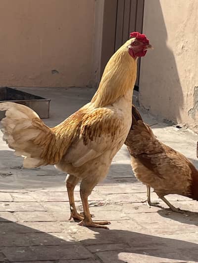 Aseel / Asil rooster with hens