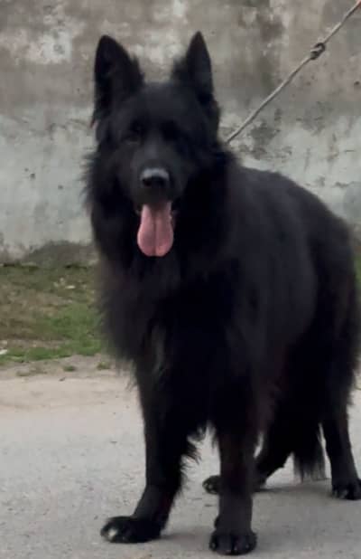 FCI Pedigree German shepherd male available for stud only