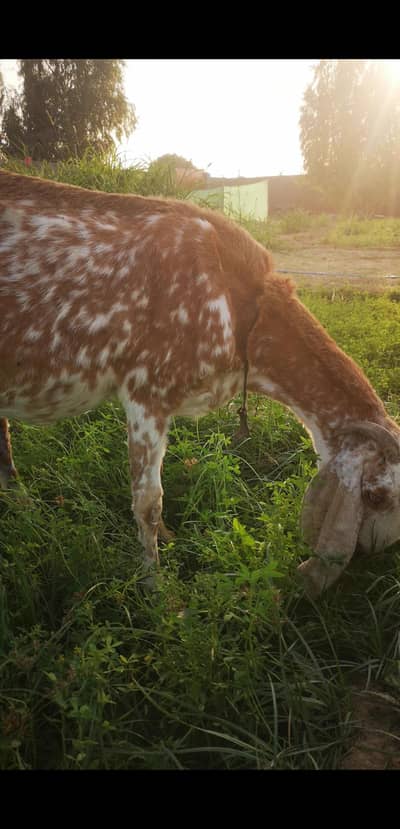 Pure Makka cheeni ghaban bakri for sale