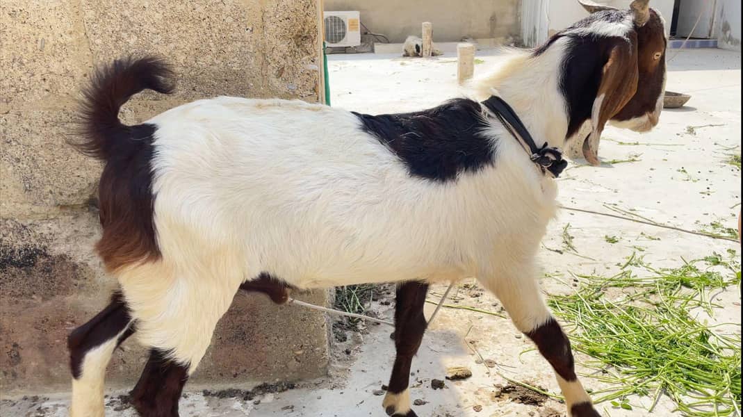 khassi bakra 2 dant 2