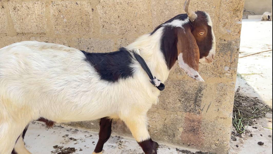 khassi bakra 2 dant 6