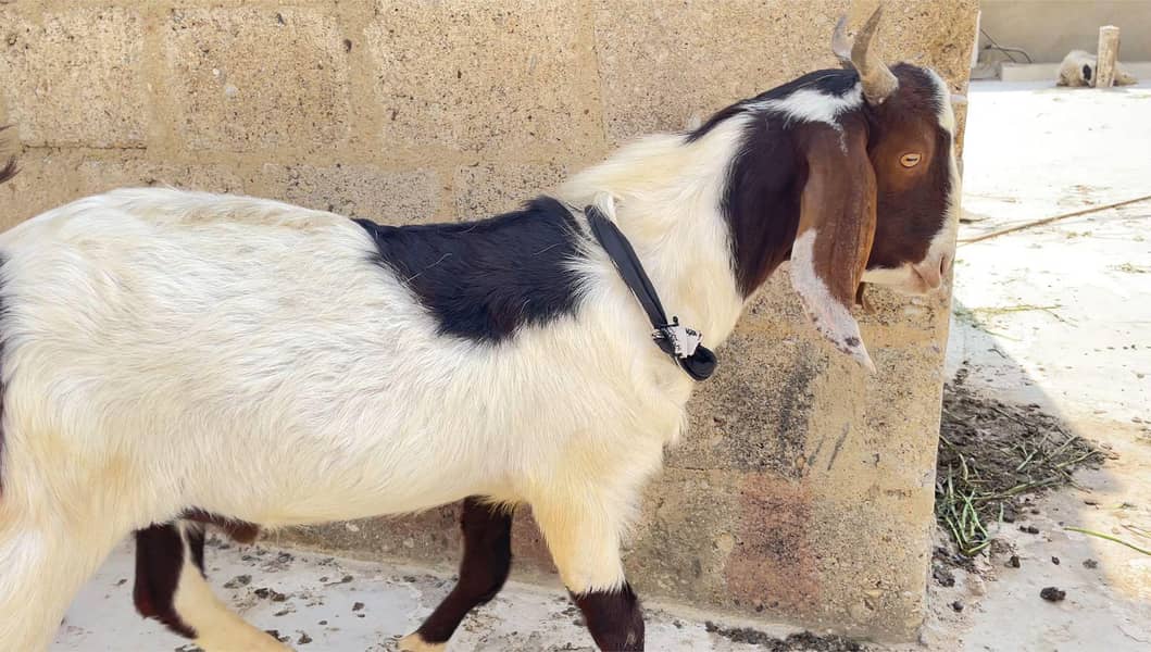 khassi bakra 2 dant 9