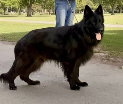 FCI Pedigree German shepherd male available for stud only