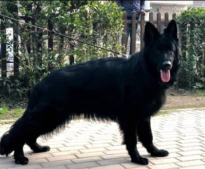 FCI Pedigree German shepherd male available for stud only
