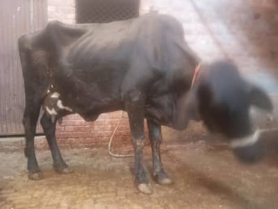 cross cow for sale with wachri
