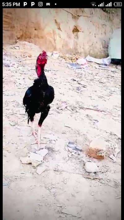 Aseel  murga available WhatsApp03195355379 p