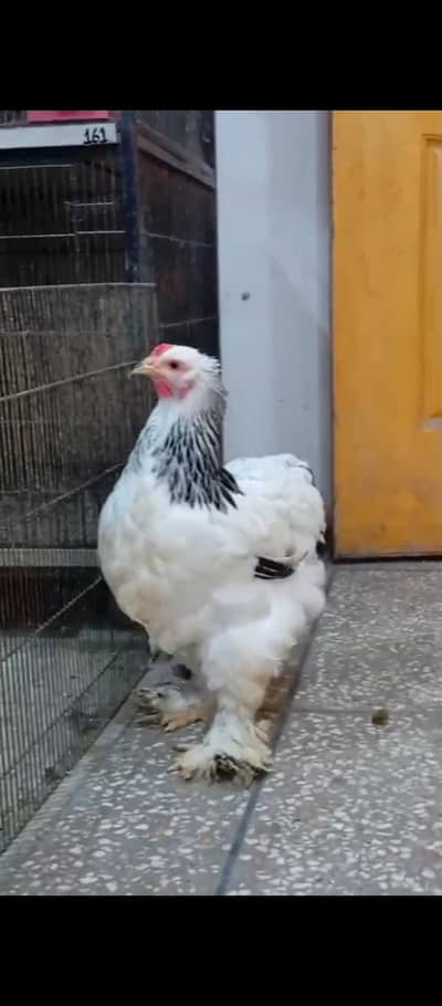 Brahma pair for sale