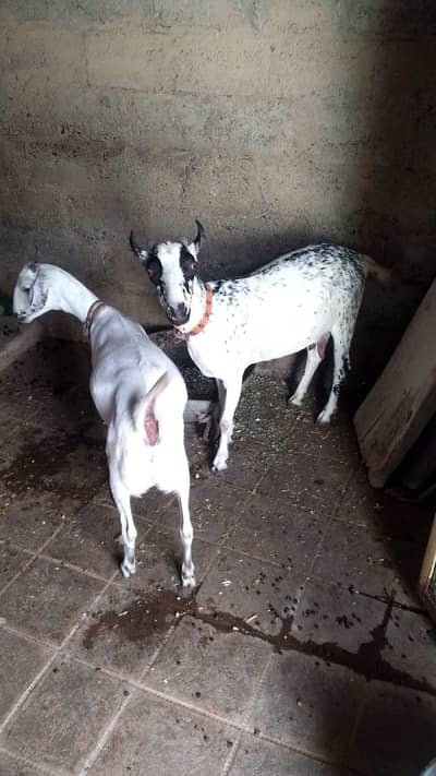 Pure Barbari Breed Female (Pair)