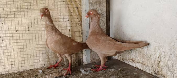 all fancy pigeon  03084523920