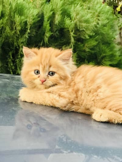 Persian kitten