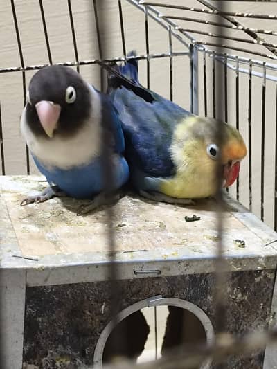 Albino Parrots Pair with New Cage