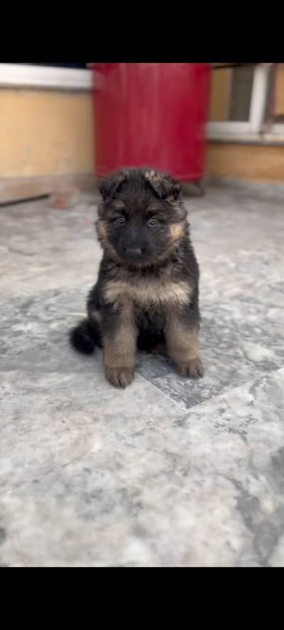 Long Coat Gsd Puppies (Home Breed) | german shepherd puppies | GSD