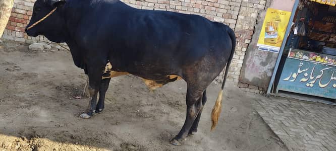 ہم قربانی کے جانور فروخت کرتے ہیں جس بھائی کو چاہیے وہ واٹس ایپ پر راب