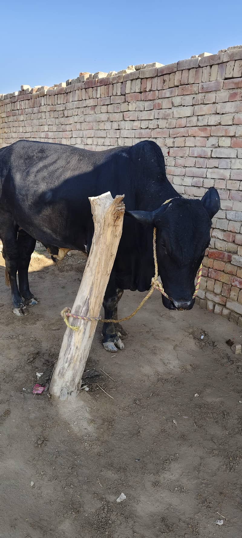 ہم قربانی کے جانور فروخت کرتے ہیں جس بھائی کو چاہیے وہ واٹس ایپ پر راب 1