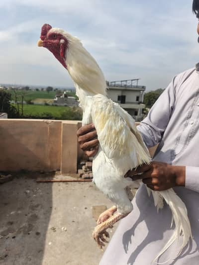 White O shamo breeder male