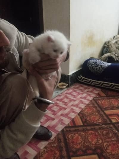 double coated cat blue eyes