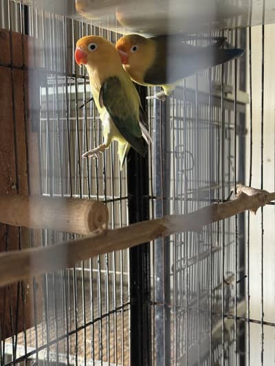 Lovebird Breeder Pair for Sale – Proven Egg Laying Pair