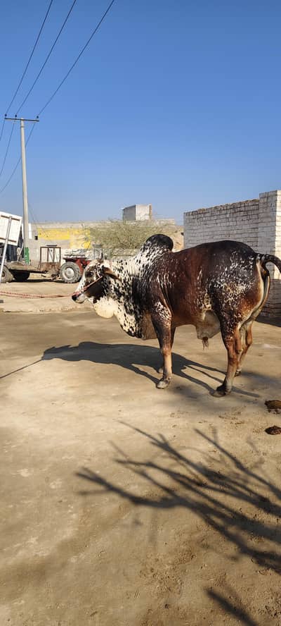 ہم قربانی کے جانور فروخت کرتے ہیں جس بھائی کو چاہیے وہ ہم سے واٹس ایپ