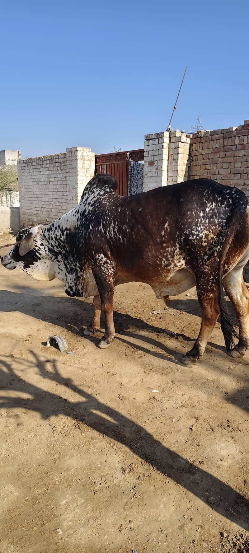 ہم قربانی کے جانور فروخت کرتے ہیں جس بھائی کو چاہیے وہ ہم سے واٹس ایپ 1