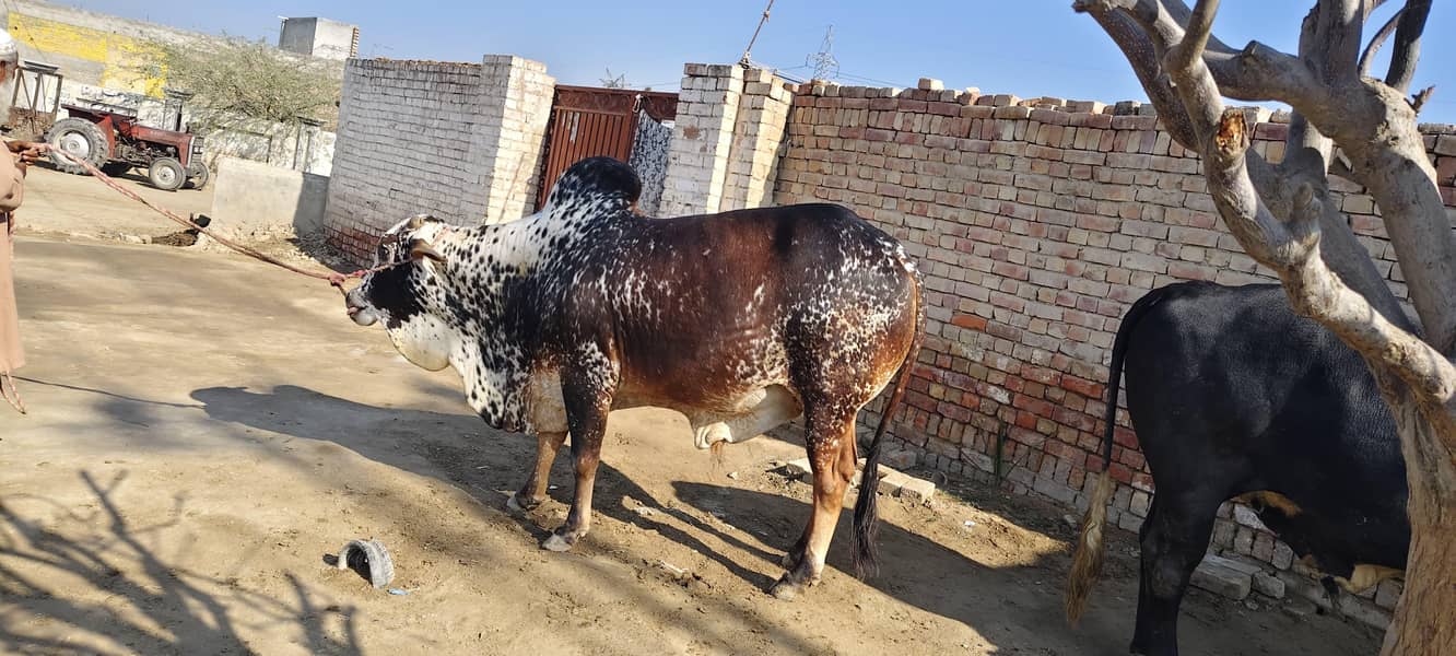 ہم قربانی کے جانور فروخت کرتے ہیں جس بھائی کو چاہیے وہ ہم سے واٹس ایپ 2