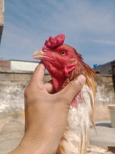 breeder male ha age 28 month age