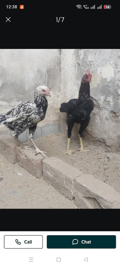 mianwali pair for sale. chorus naliya