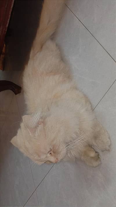 Persian cat